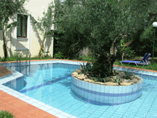 Olive Farm Pool with Tree