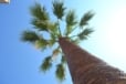 Palm Tree