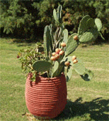 Stavros Gardens